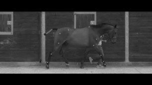 Equine Running Test